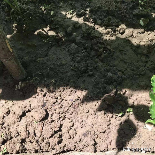 冬春茬黄瓜防萎蔫有办法,秋季黄瓜高温死苗怎么办