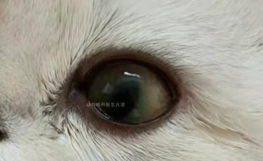 猫眼睛发红发紫是怎么回事,猫眼睛发白有眼屎怎么回事