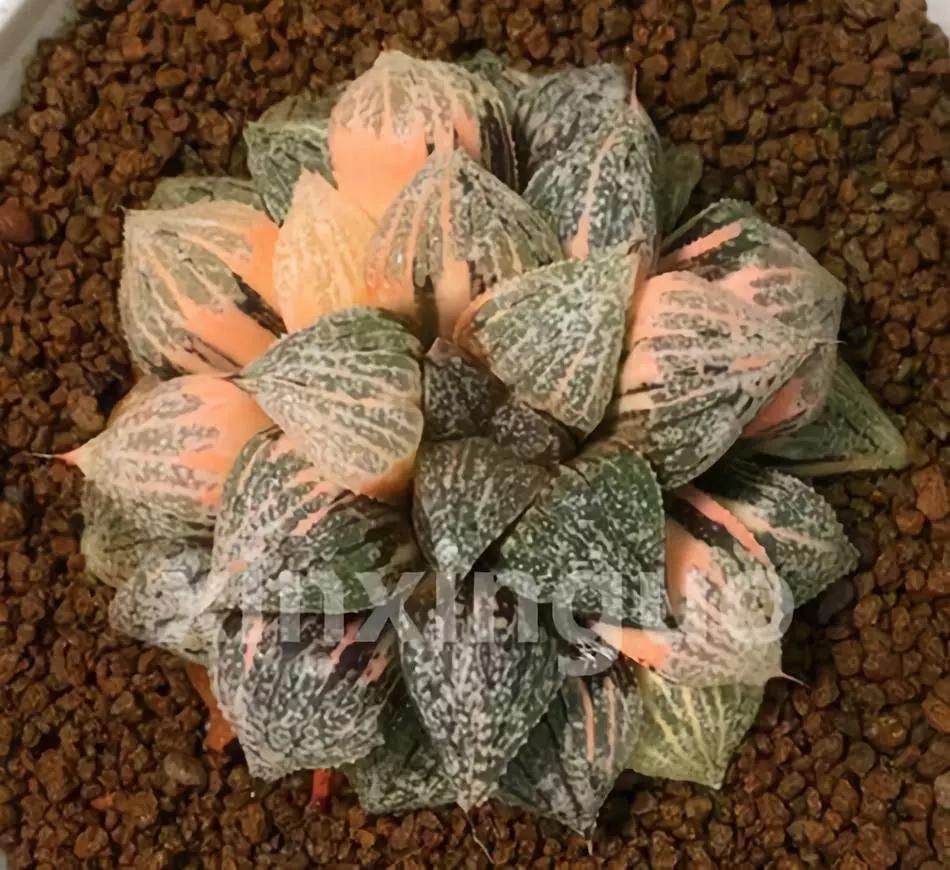 郭氏---台湾行之李瑞斌大棚及布楚礼多肉植物园游记