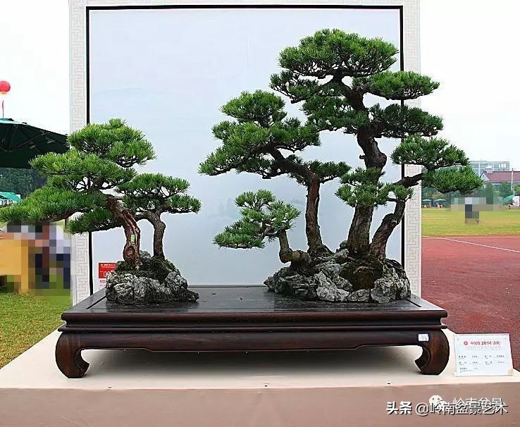 松树在水旱丛林盆景创作中的运用 (松树丛林盆景经典之作)