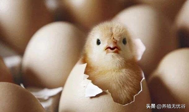 孵化小鸡的技术,现代孵化小鸡技术全教程