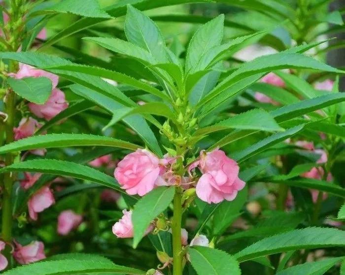 一首经典古诗词书法作品,十三言诗13首书法