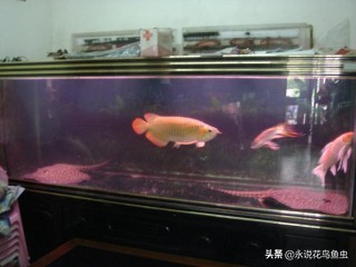 观赏鱼养殖技术论坛,观赏鱼鱼友沟通