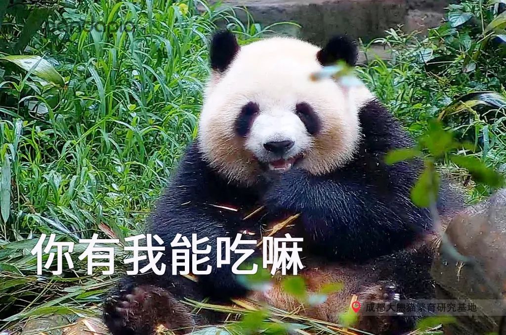 大熊猫快速吃竹笋,大熊猫吃竹子图片