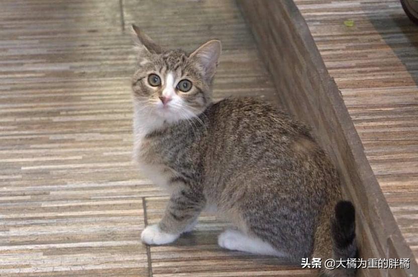 小伙将超市小猫偷偷抱走，却让自闭男孩失去唯一朋友，他也很爱猫