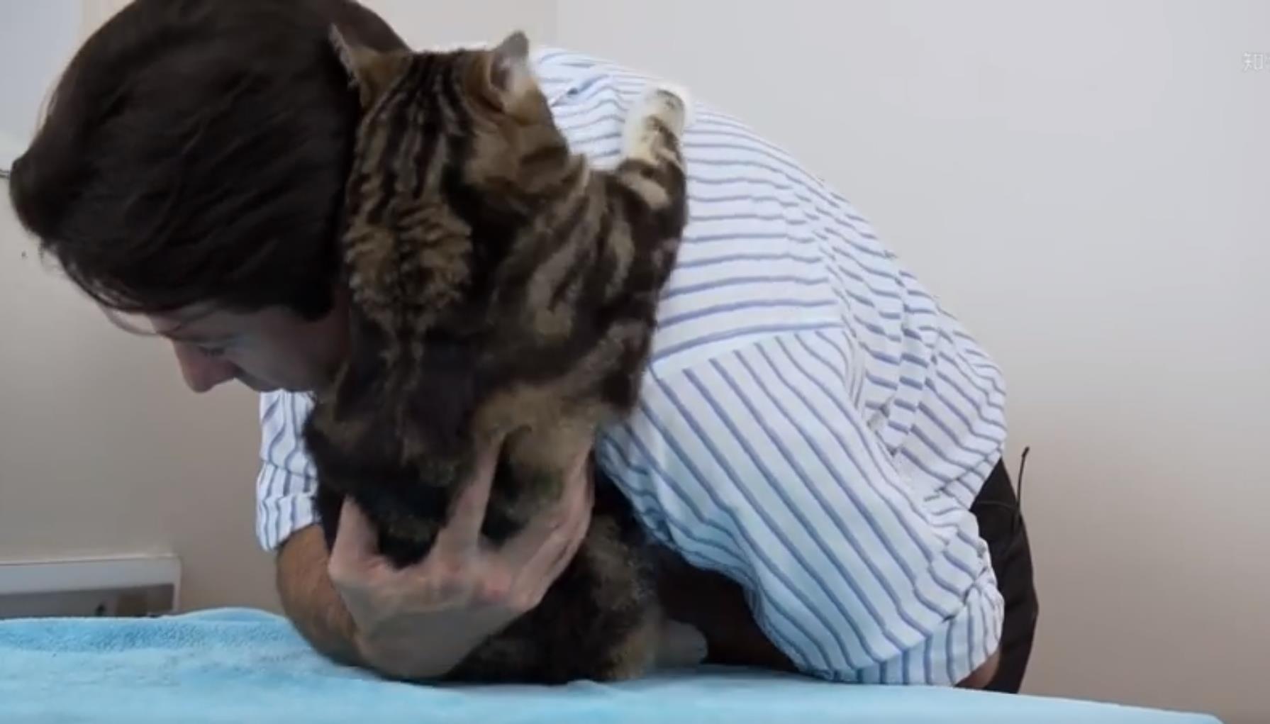 抱猫防止被抓,抱猫猫老是反抗被抓