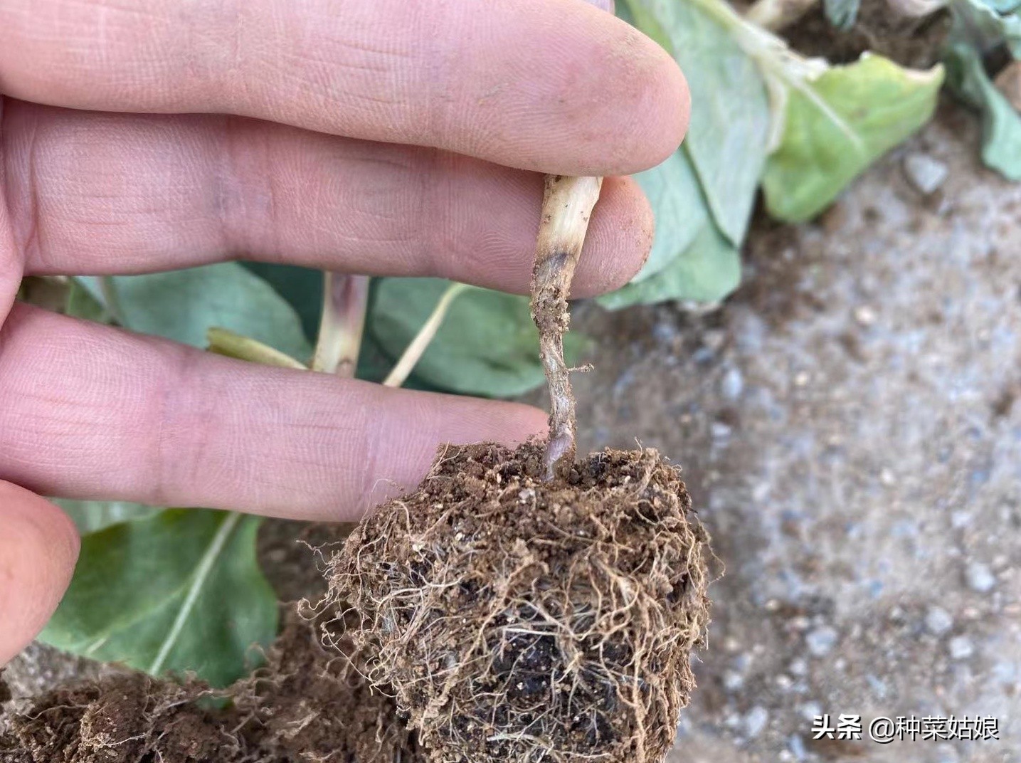 大棚种菜老是死苗是什么原因,阳台种菜为啥老是死苗
