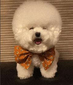 比熊犬什么发型好看,比熊犬好看的发型