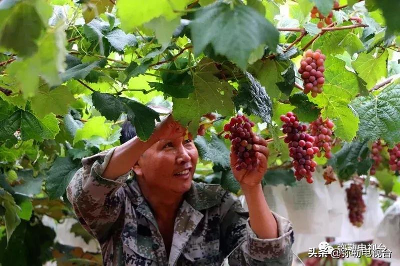 弥勒葡萄价格,弥勒葡萄卖5元一颗