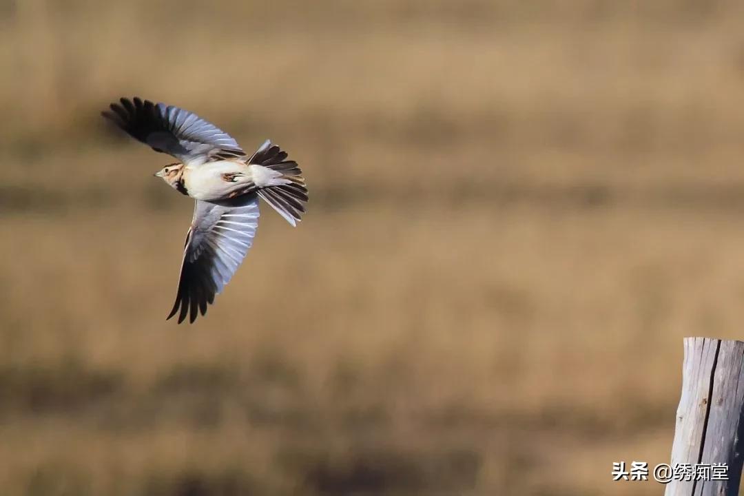今天脾气有点暴躁的说说,什么样的百灵才是好百灵