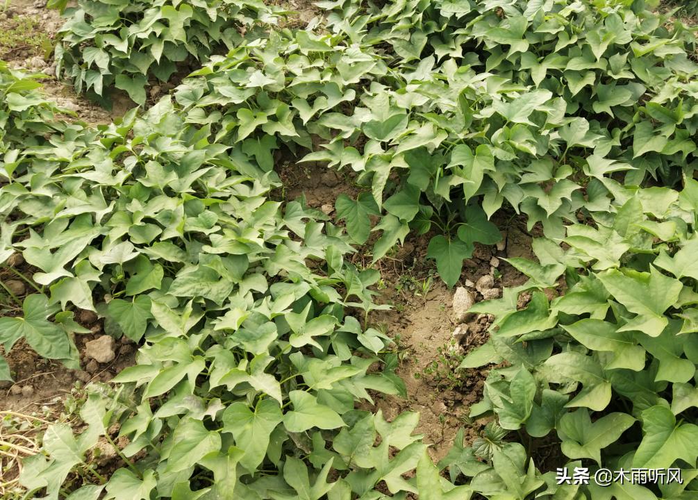 红薯大田恶性杂草图片,红薯地杂草用什么药打