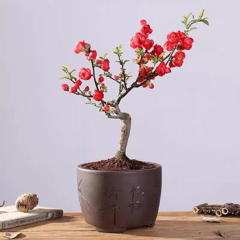 这六种花寓意吉祥好养易活,公认最吉利的4种花