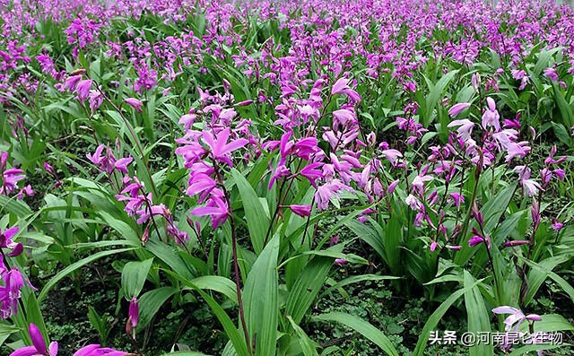 白芨叶子发黄打什么药,白芨死苗黄叶打什么农药