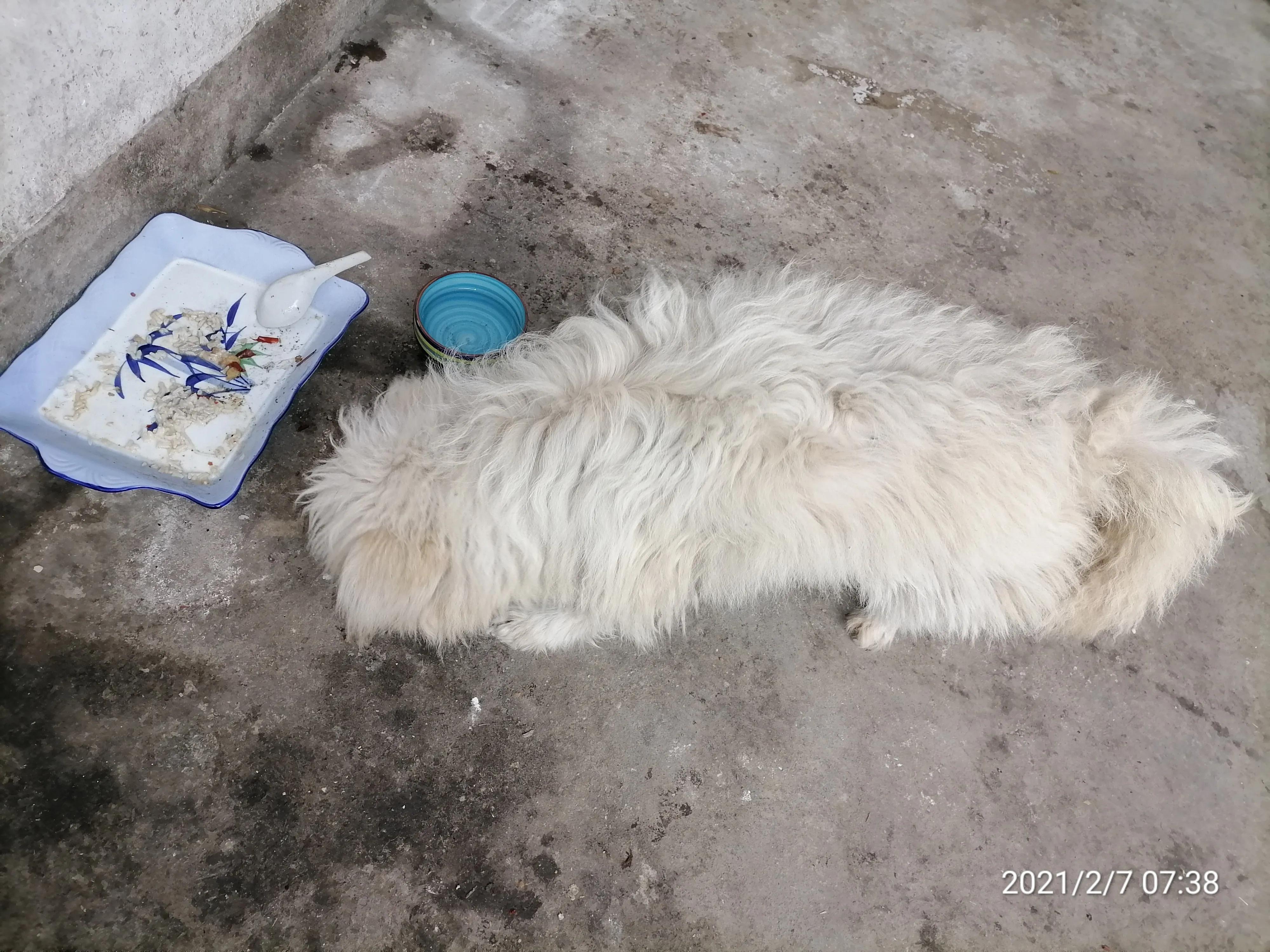 犬细小治疗心得,犬细小发病图片