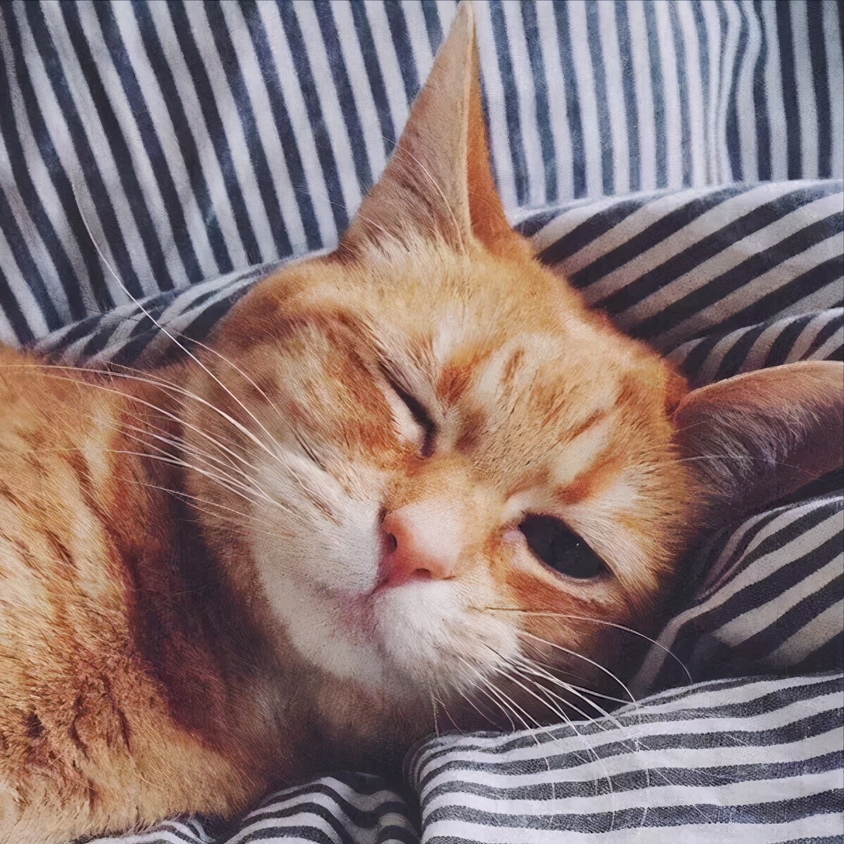 英短怎么养才变得粘人,美短粘人还是英短粘人