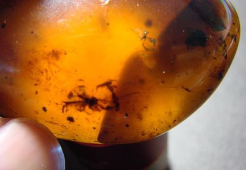 真的有人花230万购买琥珀