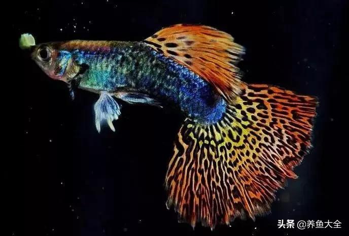 鱼拉白便怎么治疗最好,鱼拉白便怎么回事该如何治疗