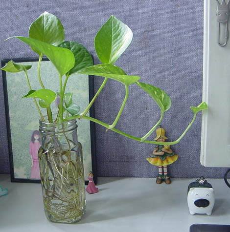 水培植物长青苔怎么去除,水培绿植青苔怎么样去除