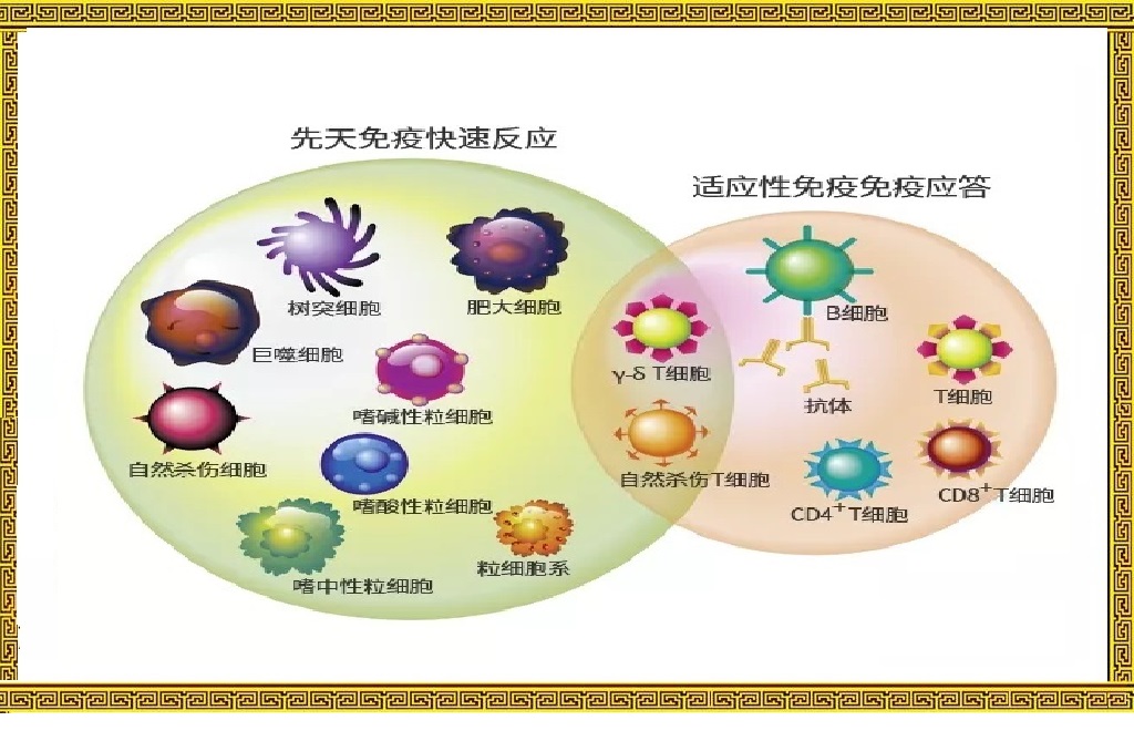 肿瘤免疫疗法的真实故事,肿瘤免疫治疗的故事连载九