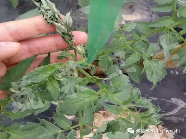 天气转凉的安全常识,强降温会引起药害吗