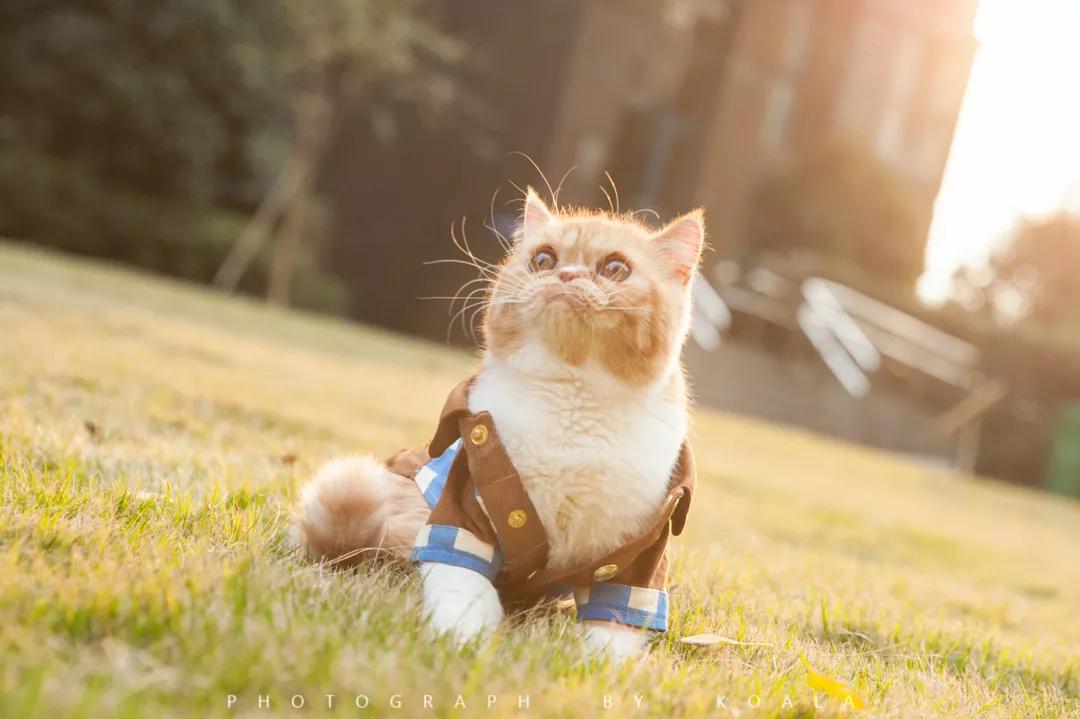 猫咪有皮肤病怎么治疗,猫咪得了皮肤病怎么治