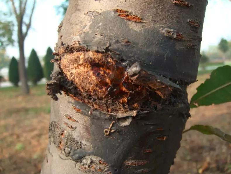 要想种好菜这些常识要牢记,樱桃树怎么种的好