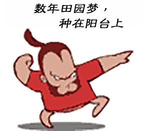 如何做薄荷盆栽,薄荷盆栽各种做法