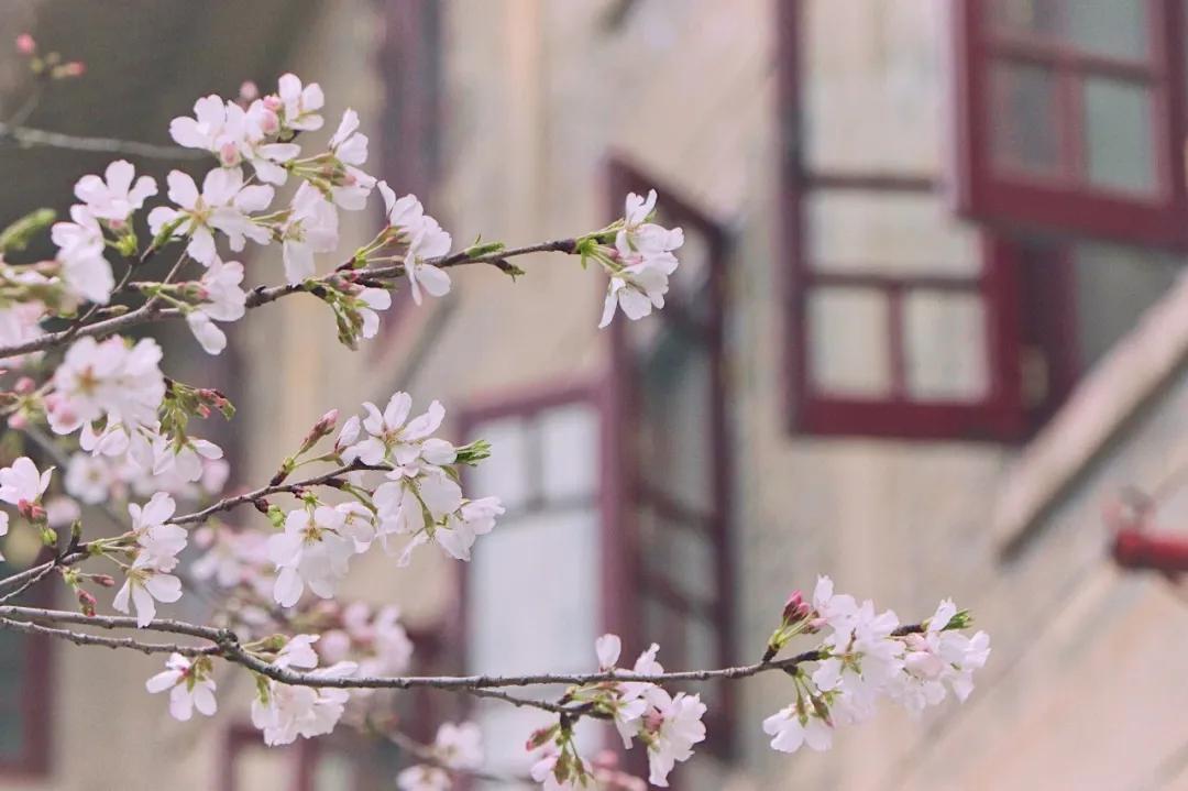 武汉大学2020年招生简章,武汉湖北大学2021年招收章程