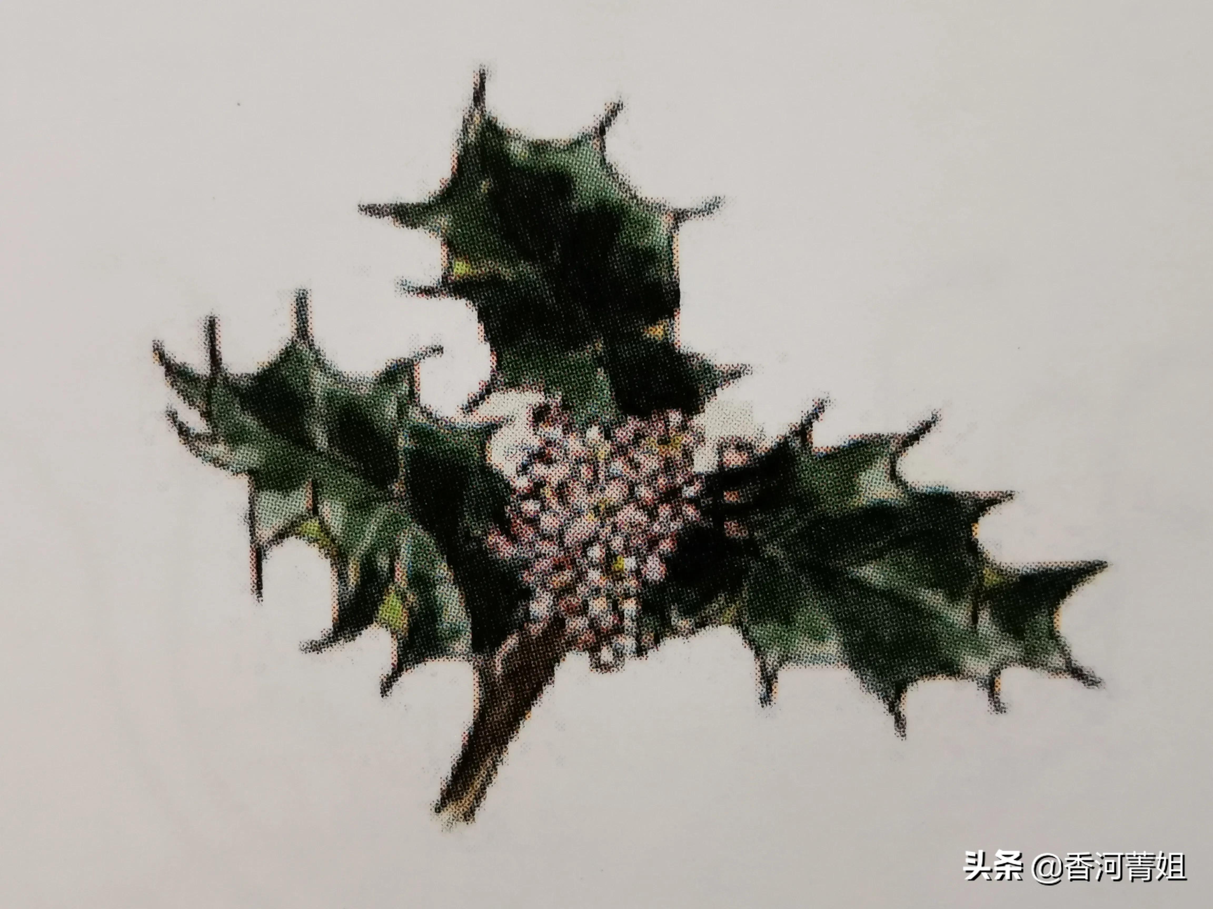 冬青木材,冬青木材图片