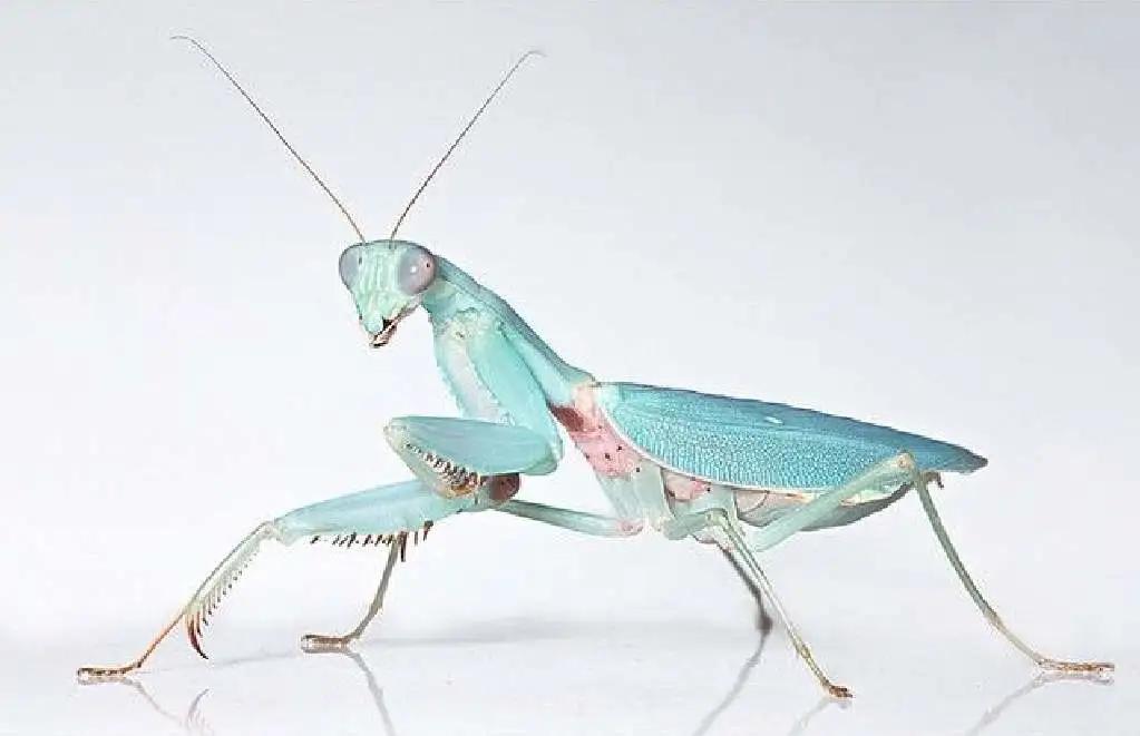 乐高wedo昆虫,wedo螳螂搭建