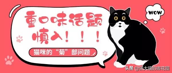 重口味话题，返点勿入！猫咪的肛门腺挤还是不挤？这是一个问题