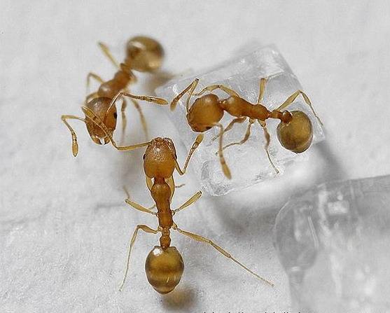 生活中常见的蚂蚁的介绍,关于蚂蚁你已经知道了哪些