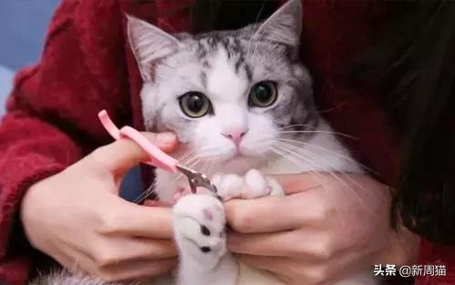 最近很火的一只猫的表情包,用了仓鼠猫表情包的人