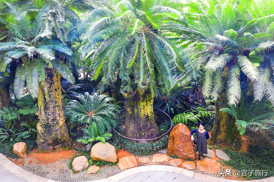 再游青秀山，看“熊猫级”国宝苏铁王，只为千年等一回的告别