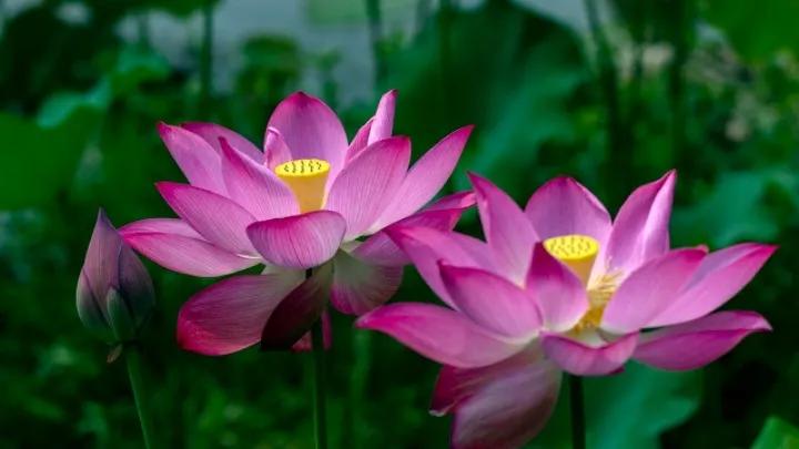 出淤泥而不染濯清涟而不妖行书,出淤泥而不染濯清涟而不妖意思