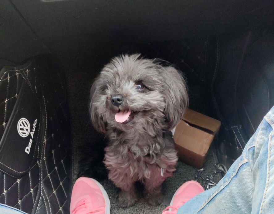 狗狗丢了怎么找最有效,狗狗丢了最好的办法怎么找回