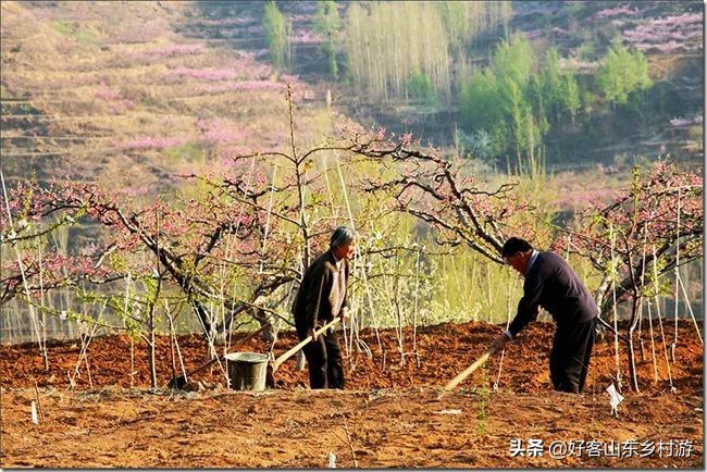 济南春季赏花自驾,济南踏青赏花新模式