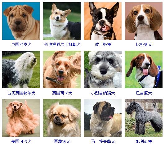 178种宠物狗名称图片大全,100种宠物狗的图片