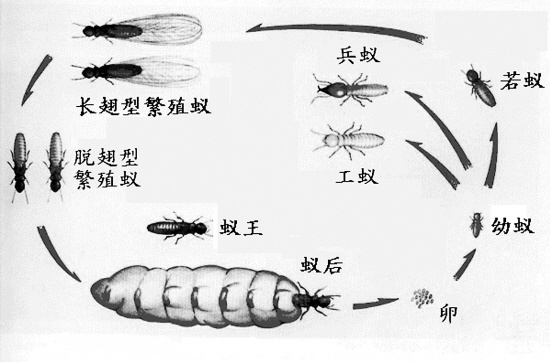 梅雨季节爆发的飞蚁，带着特有的“部落习俗”入侵南方
