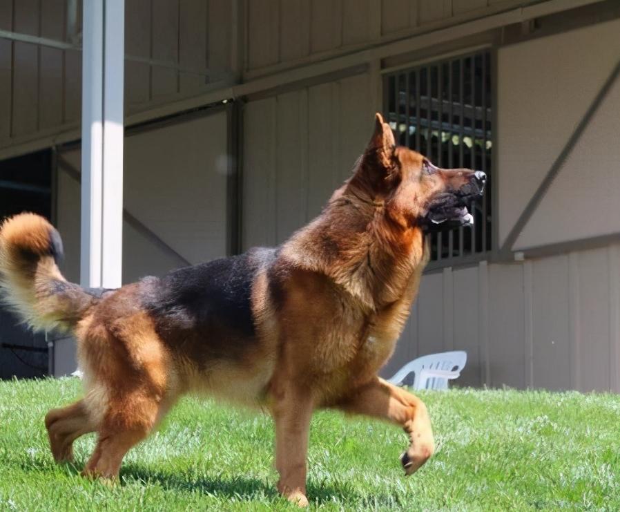 德国牧羊犬养公的还是母的好,德国牧羊犬好养吗德牧优缺点分析