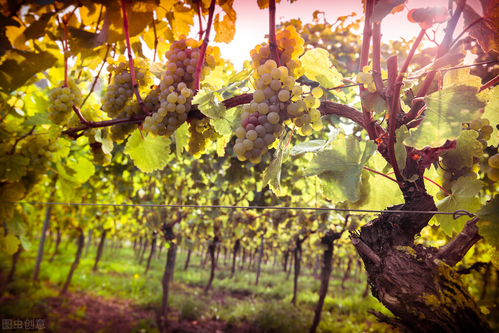 甜型葡萄酒是加了糖的吗,葡萄酒是酸酸甜甜的吗