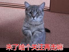 这些名贵的中华田园猫你都知道吗,中华田园猫中最稀有的田园猫排名