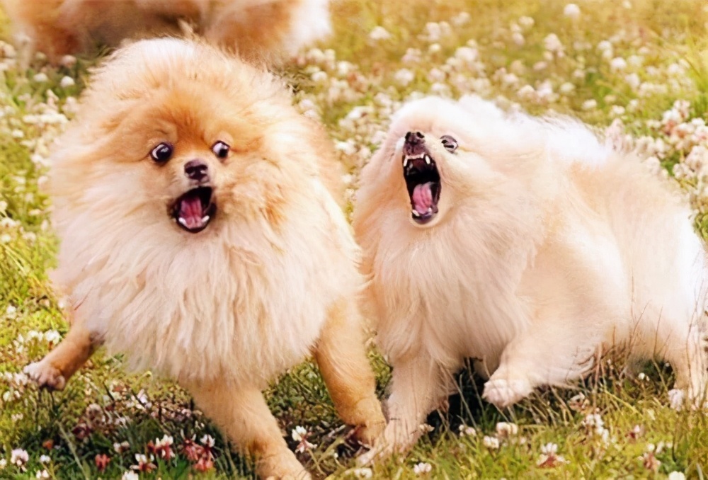 养两只狗狗总是打架怎么办,家里两只狗打架