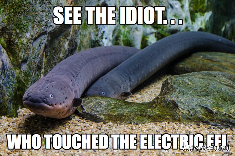 小伙玩了一下电鳗，直接口吐白沫倒下，我们该怎么和电鳗玩耍？