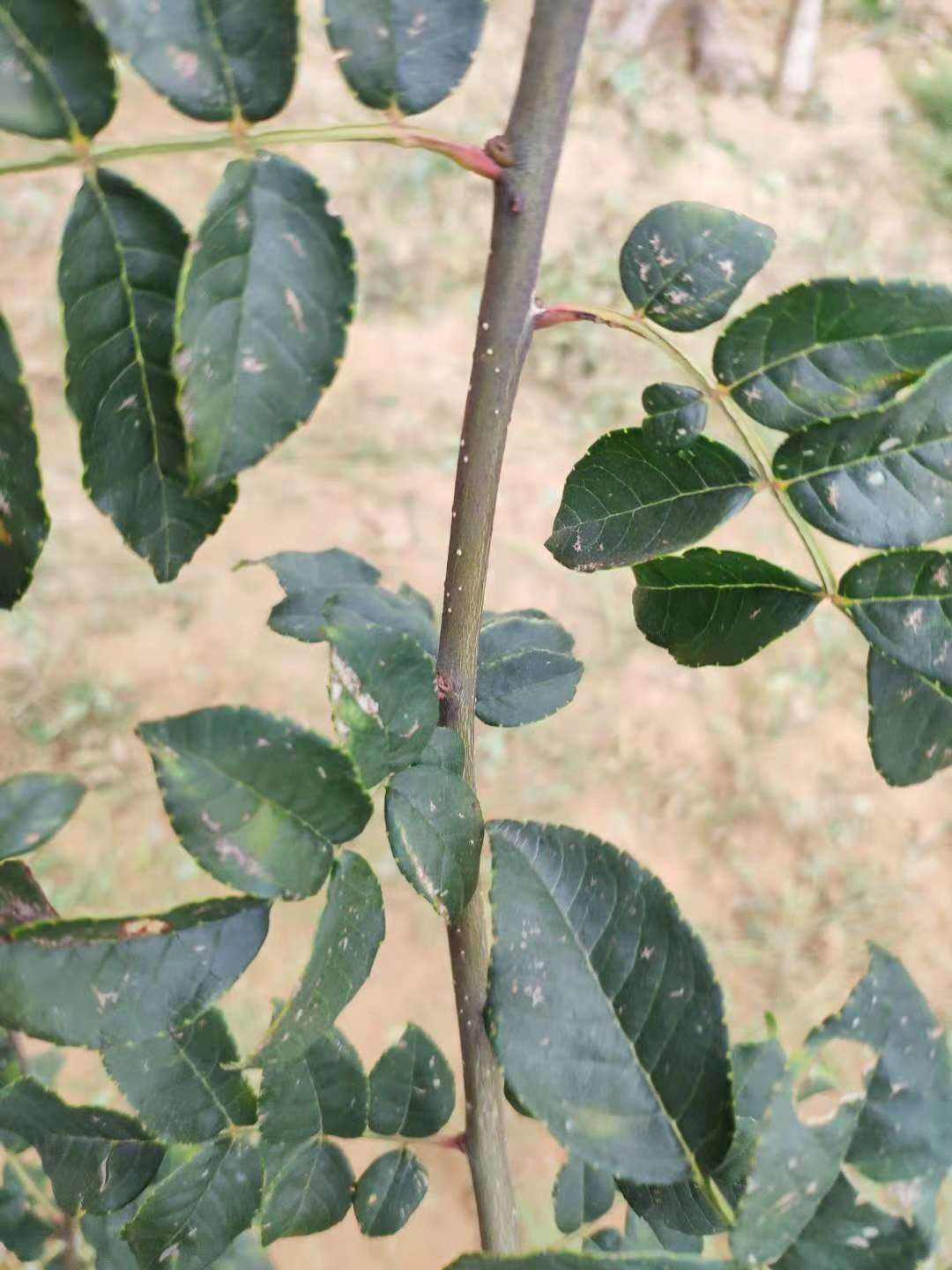 苯醚甲环唑治疗花椒锈病吗,锈病的特效药有哪些花椒