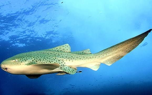 酷潜潜水普吉岛,普吉岛潜水不会游泳可以潜吗