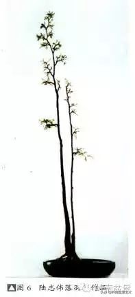 素仁格与文人树，你怎么看？