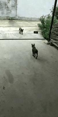 这只鹦鹉一直以为他是一只猴，所以每天都在重复做这个动作