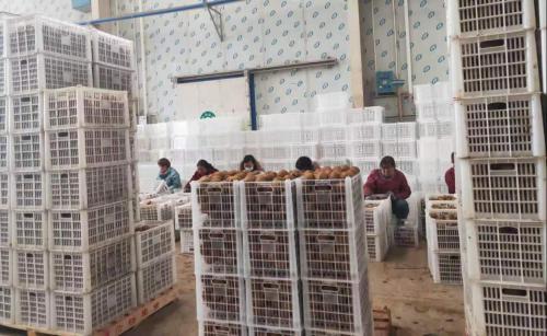 农发行眉县支行加强信贷力度支持猕猴桃全产业链发展