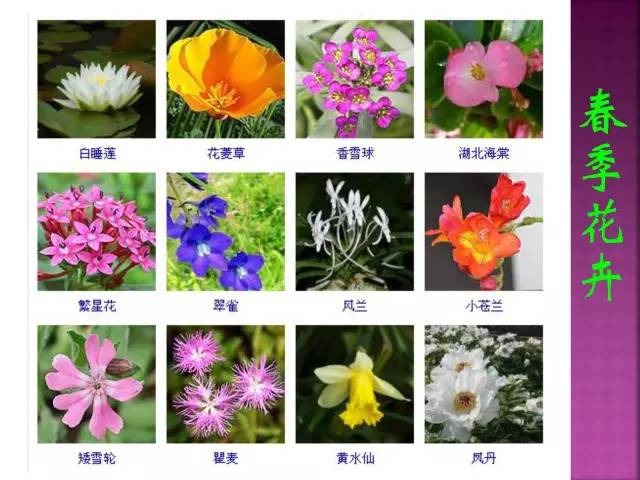 花卉大全500种观叶植物名称,1332种常见花卉植物图谱